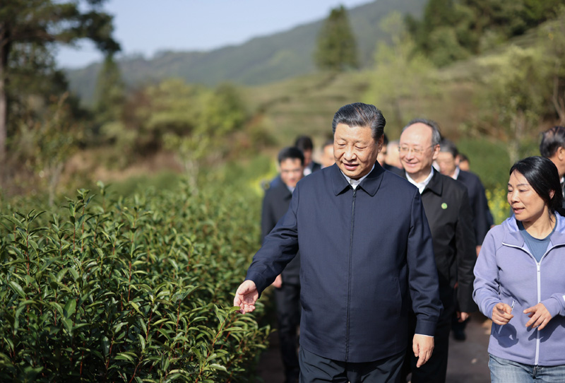 3月22日至25日，中共中央總書記、國家主席、中央軍委主席習(xí)近平在福建考察。這是22日下午，習(xí)近平在南平武夷山市星村鎮(zhèn)燕子窠生態(tài)茶園，察看春茶長勢，了解當(dāng)?shù)夭璁a(chǎn)業(yè)發(fā)展情況。新華社記者 王曄 攝