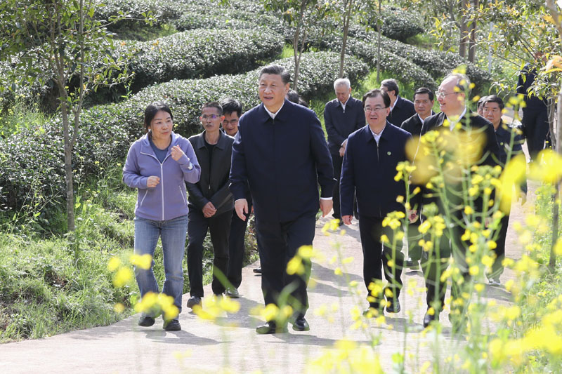 3月22日至25日，中共中央總書(shū)記、國(guó)家主席、中央軍委主席習(xí)近平在福建考察。這是22日下午，習(xí)近平在南平武夷山市星村鎮(zhèn)燕子窠生態(tài)茶園，察看春茶長(zhǎng)勢(shì)，了解當(dāng)?shù)夭璁a(chǎn)業(yè)發(fā)展情況。新華社記者 鞠鵬 攝