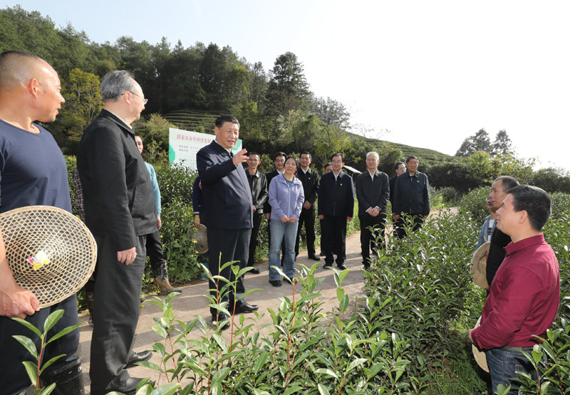 3月22日至25日，中共中央總書(shū)記、國(guó)家主席、中央軍委主席習(xí)近平在福建考察。這是22日下午，習(xí)近平在南平武夷山市星村鎮(zhèn)燕子窠生態(tài)茶園，同科技特派員、茶農(nóng)親切交流，了解當(dāng)?shù)夭璁a(chǎn)業(yè)發(fā)展情況。新華社記者 鞠鵬 攝